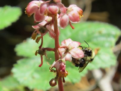 Pyrola aphylla, photographed by Garth Harwood