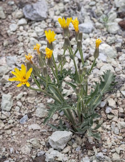 Crepis occidentalis, photographed by Tim Messick