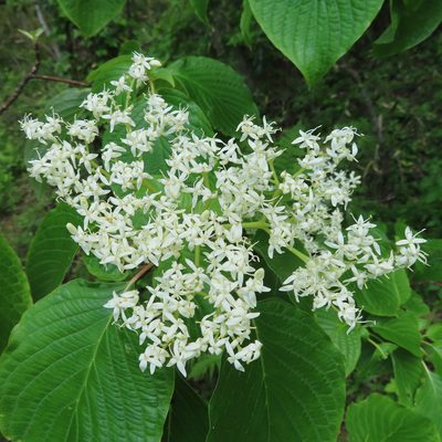 Cornus controversa, photographed by Timur Kalininsky