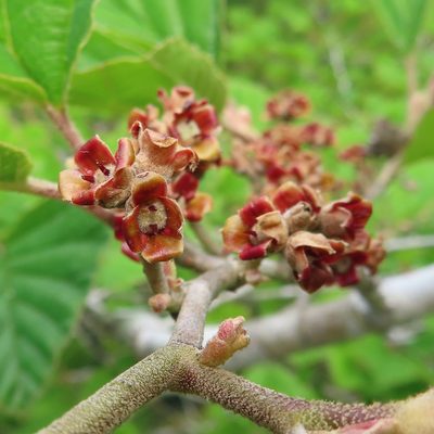Hamamelis japonica, photographed by Timur Kalininsky
