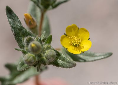 Mentzelia albicaulis, photographed by Tim Messick