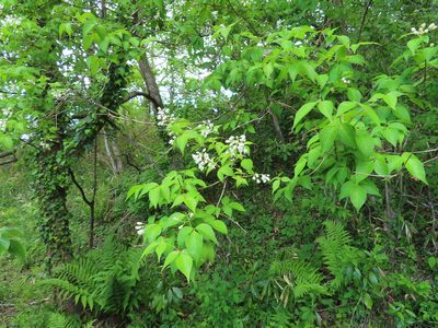 Staphylea bumalda, photographed by Timur Kalininsky