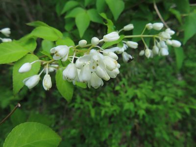 Staphylea bumalda, photographed by Timur Kalininsky