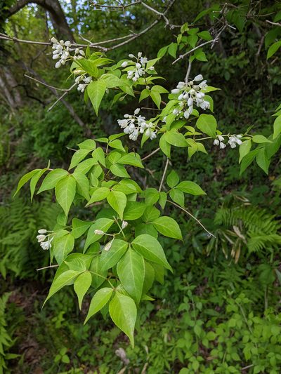 Staphylea bumalda, photographed by Timur Kalininsky