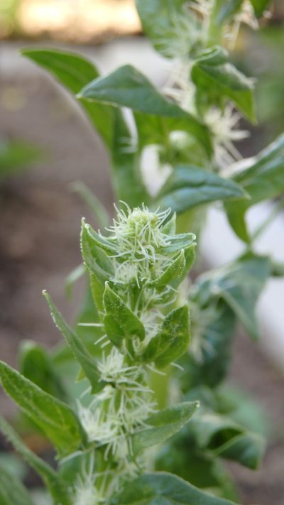 Spinacia oleracea, photographed by Paulo Galvão