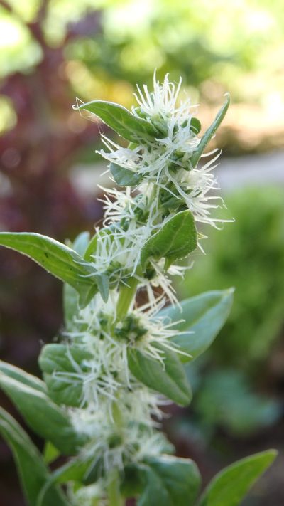 Spinacia oleracea, photographed by Paulo Galvão