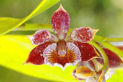 Prosthechea gilbertoi, photographed by Daniel Mesa