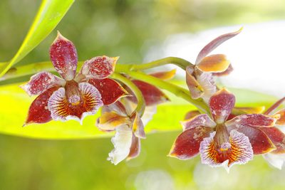 Prosthechea gilbertoi, photographed by Daniel Mesa
