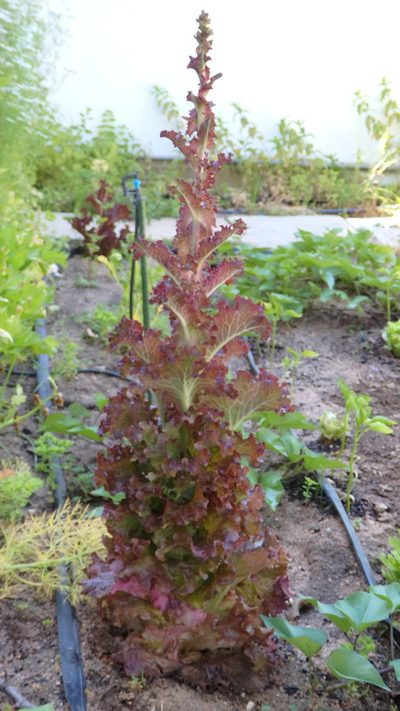 Lactuca sativa, photographed by Paulo Galvão