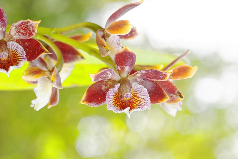 Prosthechea gilbertoi, photographed by Daniel Mesa