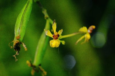 Cyrtochilum murinum, photographed by Daniel Mesa