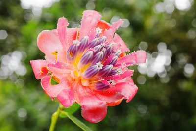 Cavendishia adenophora, photographed by Daniel Mesa
