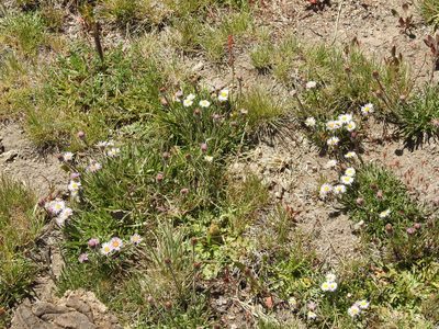 Erigeron patagonicus, photographed by Guillermo Debandi
