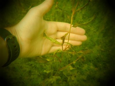 Potamogeton illinoensis, photographed by Eric Schmidt