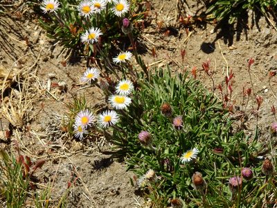 Erigeron patagonicus, photographed by Guillermo Debandi