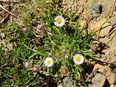 Erigeron patagonicus, photographed by Guillermo Debandi