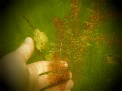 Myriophyllum sibiricum, photographed by Eric Schmidt