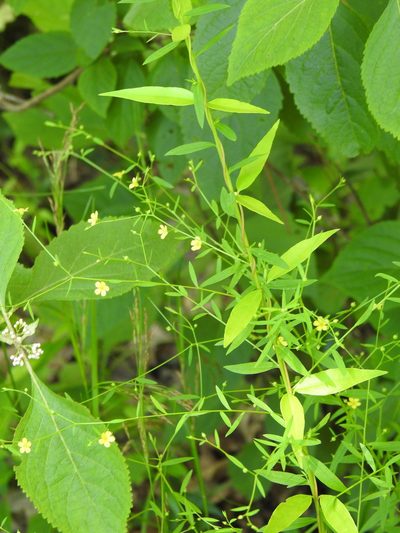 Linum striatum, photographed by Laura Clark