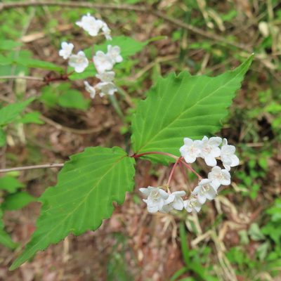 Viburnum phlebotrichum, photographed by Timur Kalininsky