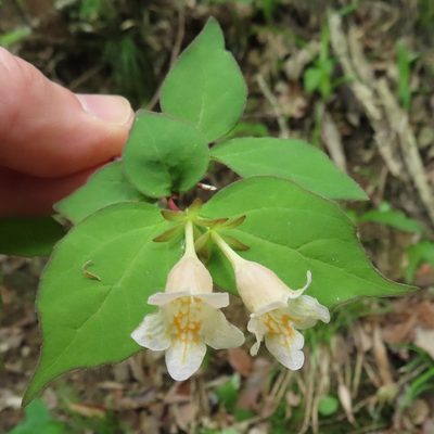 Linnaea spathulata, photographed by Timur Kalininsky