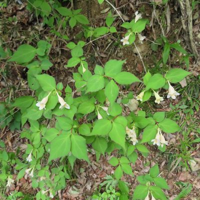 Linnaea spathulata, photographed by Timur Kalininsky