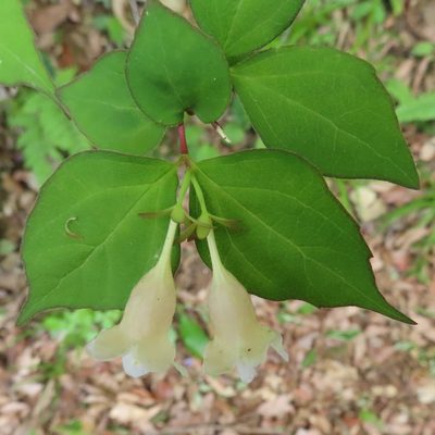 Linnaea spathulata, photographed by Timur Kalininsky