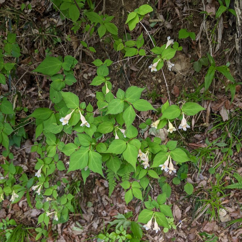 Linnaea spathulata, photographed by Timur Kalininsky