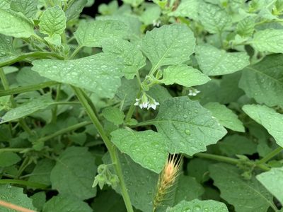 Solanum sarrachoides, photographed by Ian Wolfe
