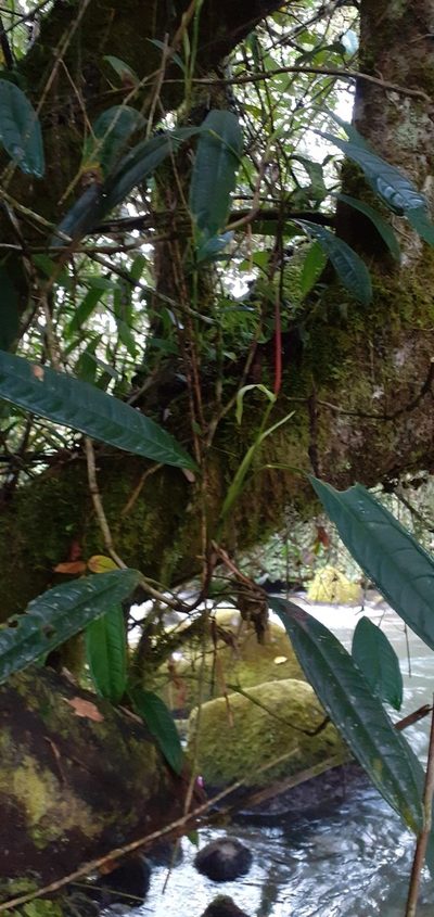 Anthurium mindense, photographed by Ignacio Moreira-Corral
