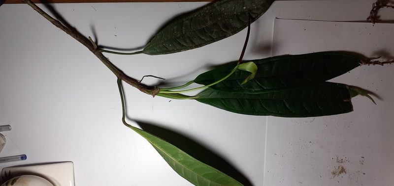 Anthurium mindense, photographed by Ignacio Moreira-Corral