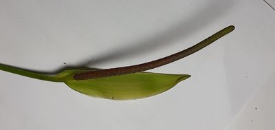 Anthurium mindense, photographed by Ignacio Moreira-Corral