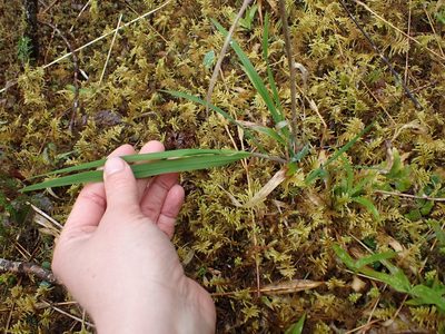 Bromus vulgaris, photographed by Ellyne Geurts