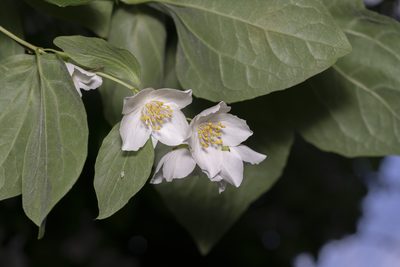 Philadelphus coronarius, photographed by Eleftherios Katsillis