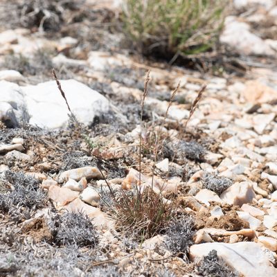 Poa secunda, photographed by Dominic Gentilcore