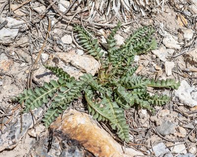 Pedicularis centranthera, photographed by Dominic Gentilcore