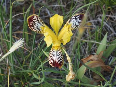 Iris variegata, photographed by Michael Knapp