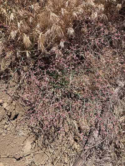 Eriogonum cithariforme, photographed by Kylie Etter