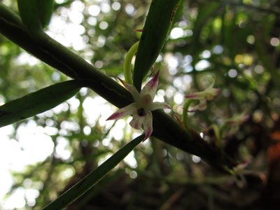 Maxillaria graminifolia, photographed by Nicolás Baresch Uribe