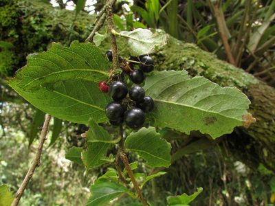 Xylosma spiculifera, photographed by Nicolás Baresch Uribe