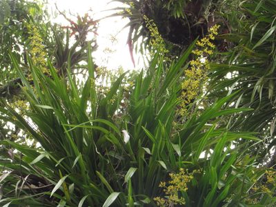 Cyrtochilum murinum, photographed by Nicolás Baresch Uribe