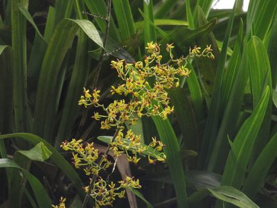 Cyrtochilum murinum, photographed by Nicolás Baresch Uribe