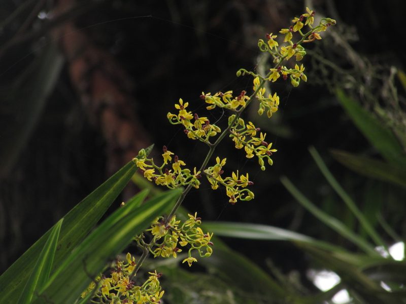 Cyrtochilum murinum, photographed by Nicolás Baresch Uribe