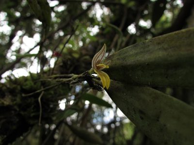 Pleurothallopsis striata, photographed by Nicolás Baresch Uribe