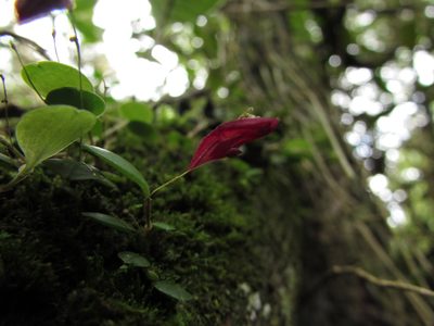 Lepanthes lingulosa, photographed by Nicolás Baresch Uribe