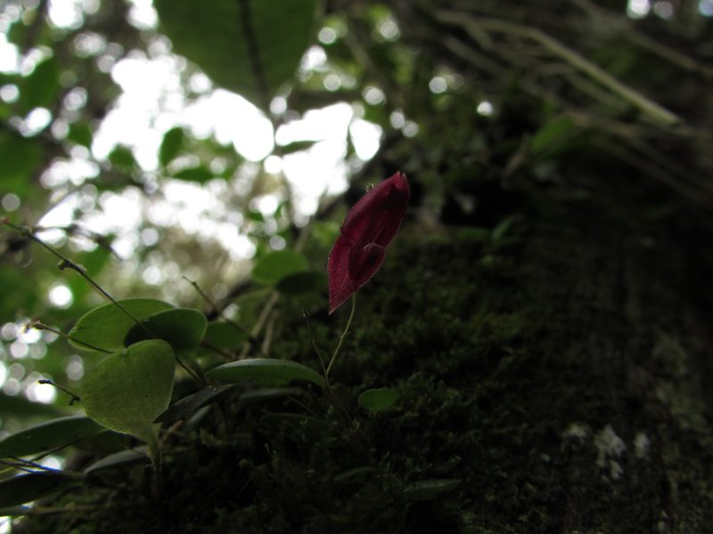 Lepanthes lingulosa, photographed by Nicolás Baresch Uribe