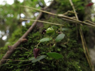Lepanthes lingulosa, photographed by Nicolás Baresch Uribe