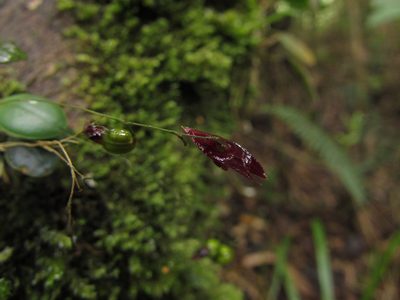 Lepanthes lingulosa, photographed by Nicolás Baresch Uribe