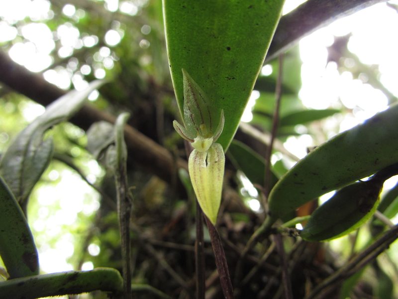 Pleurothallopsis striata, photographed by Nicolás Baresch Uribe
