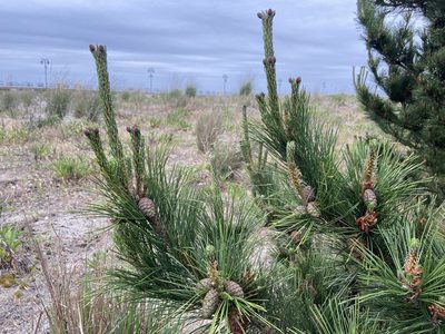 Pinus thunbergii, photographed by Reid Hardin