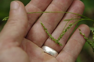 Carex arctata, photographed by Eric Knight